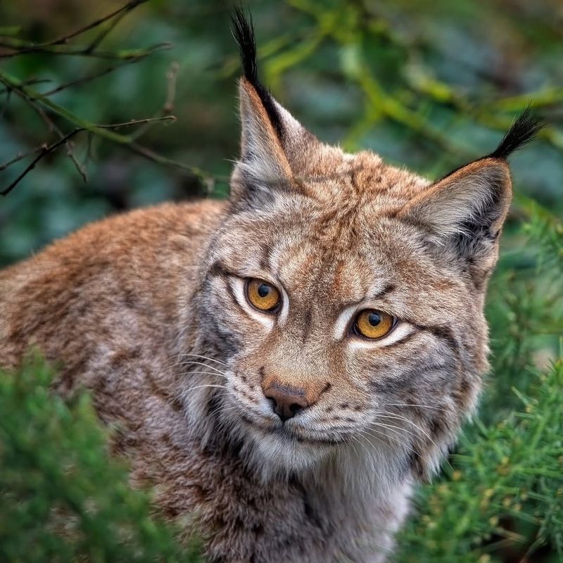 Eurasian Lynx