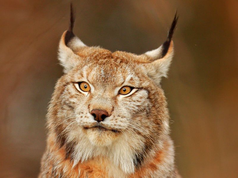 Eurasian Lynx