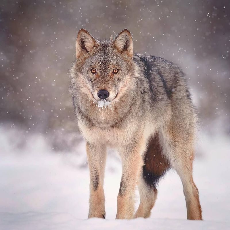 Eurasian Wolf