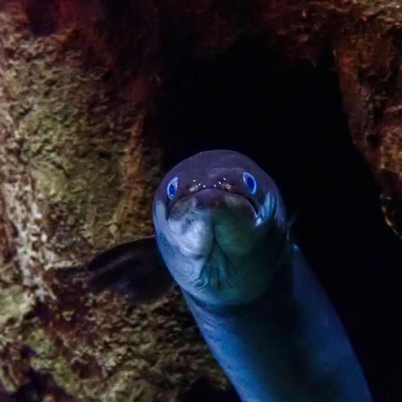 European Eel