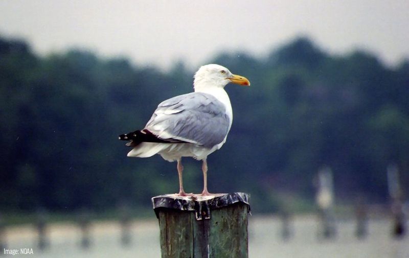 European Herring Gull