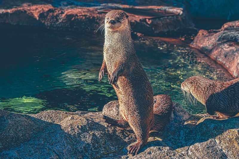 European Otter