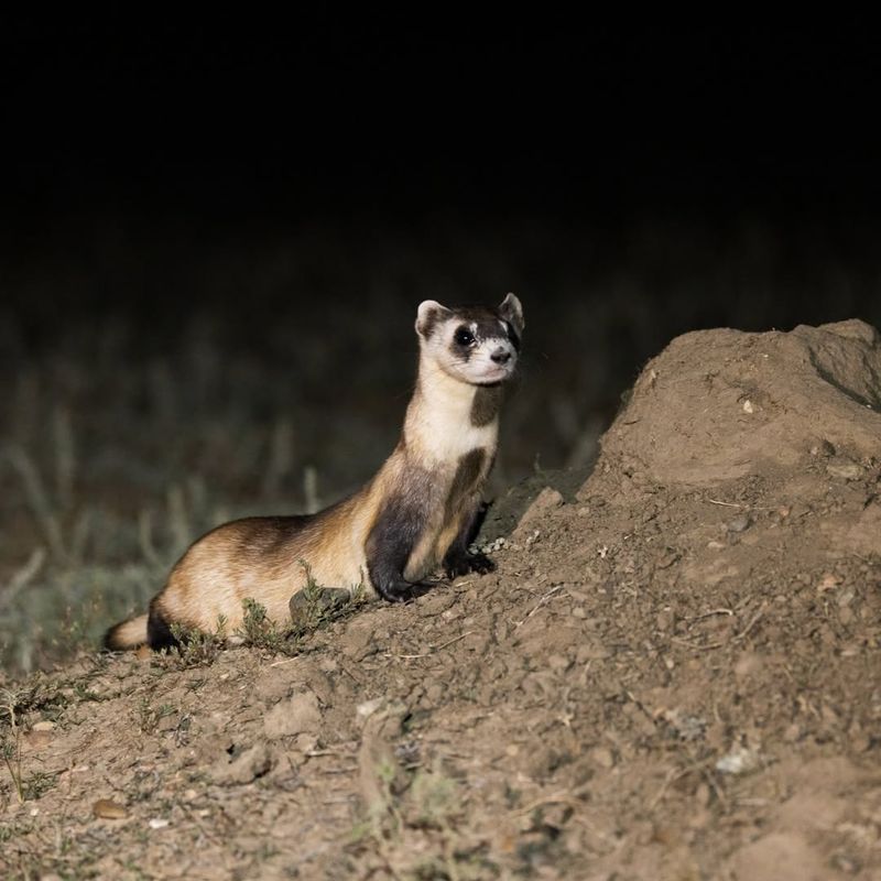 European Polecat