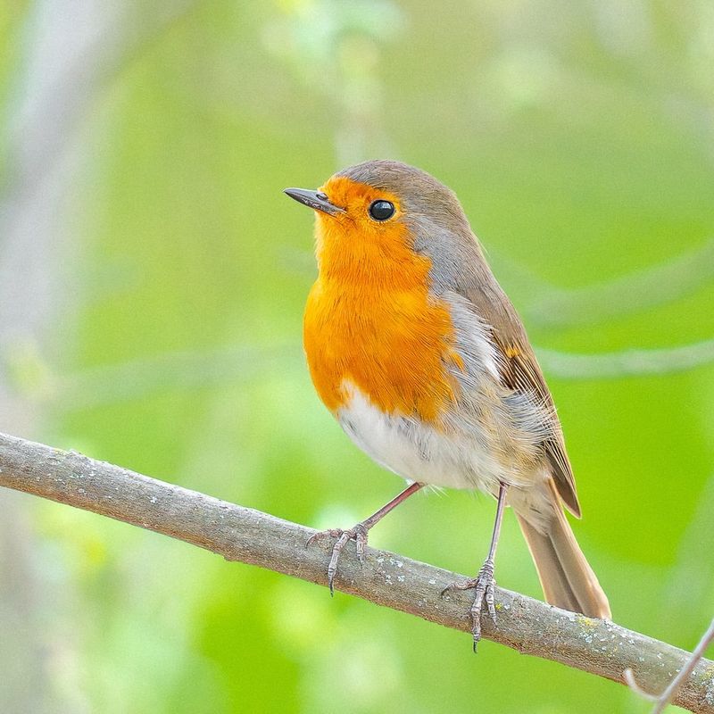 European Robin