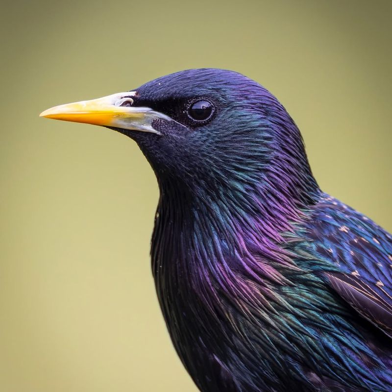 European Starling