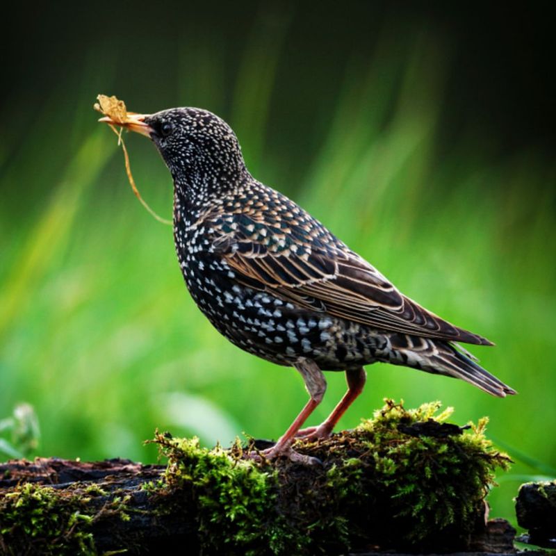 European Starling