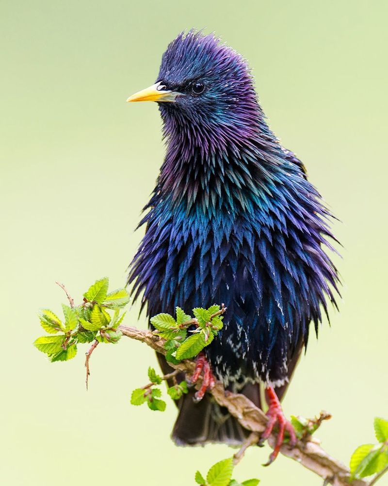 European Starling