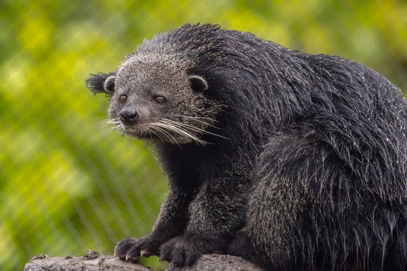 Binturong