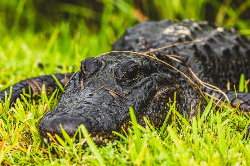 Everglades National Park, Florida