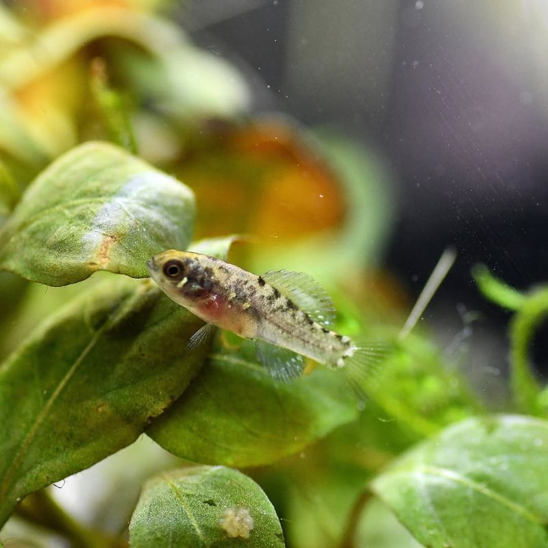 Everglades Pygmy Sunfish