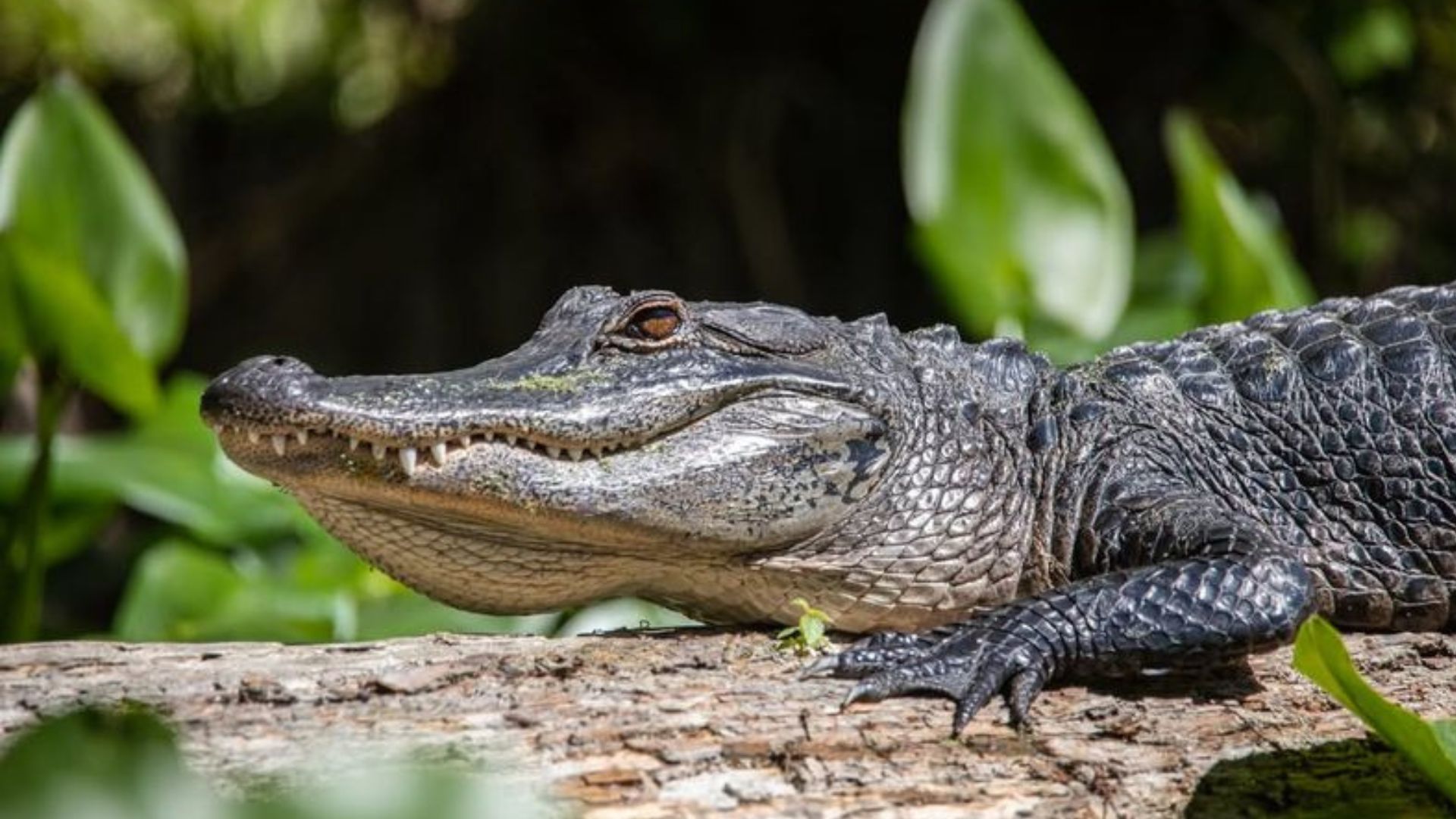 Everything You Need To Know About Crocodiles