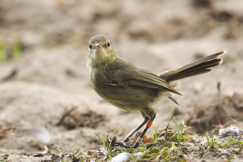 Exceptional Senescence in Birds