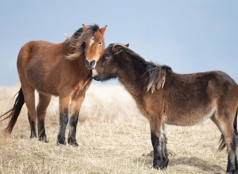 Exmoor Ponies of England