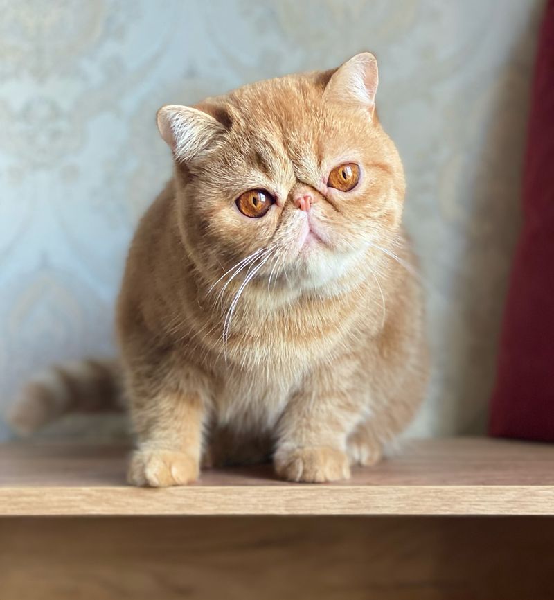 Exotic Shorthair