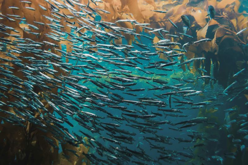 Experiencing The Sardine Run In South Africa