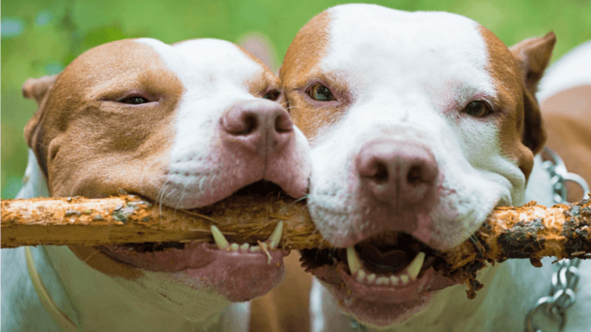 Experts Explain The 11 Golden Rules For Raising A Healthy Pit Bull