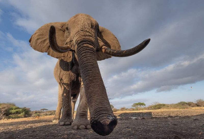 Elephant Trunk Anatomy