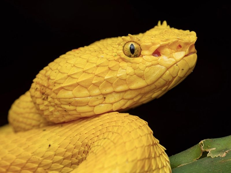 Eyelash Viper