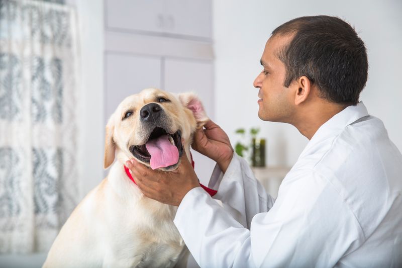 Facilitates Better Vet Visits