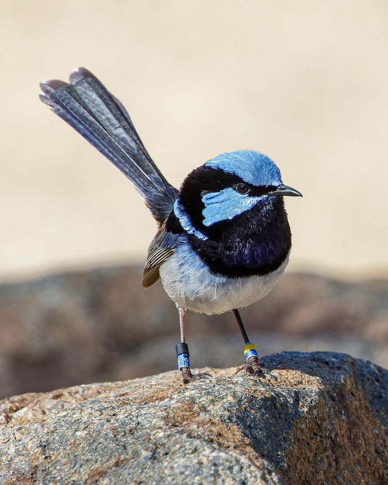 Fairy-Wren