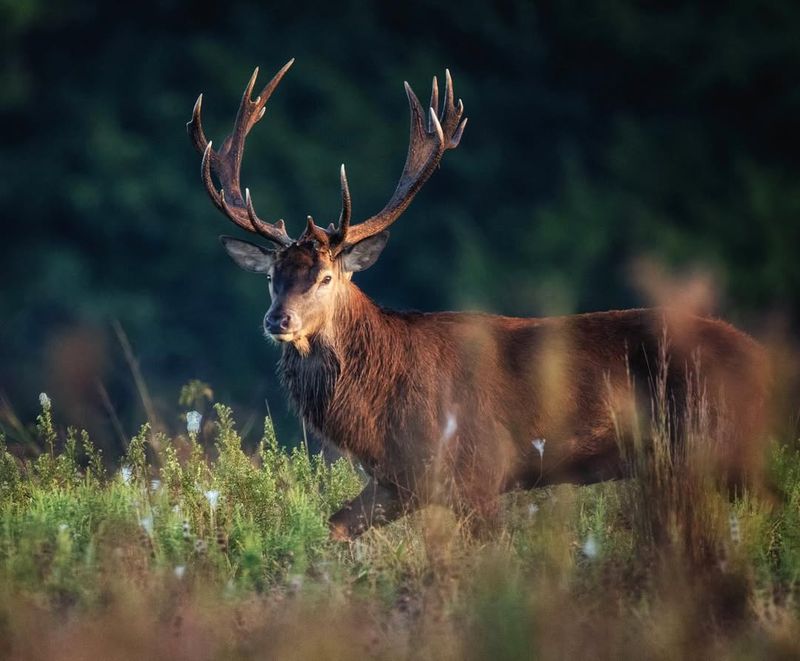 Red Deer