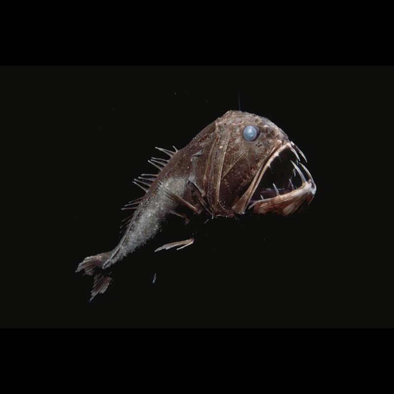 Fangtooth Fish