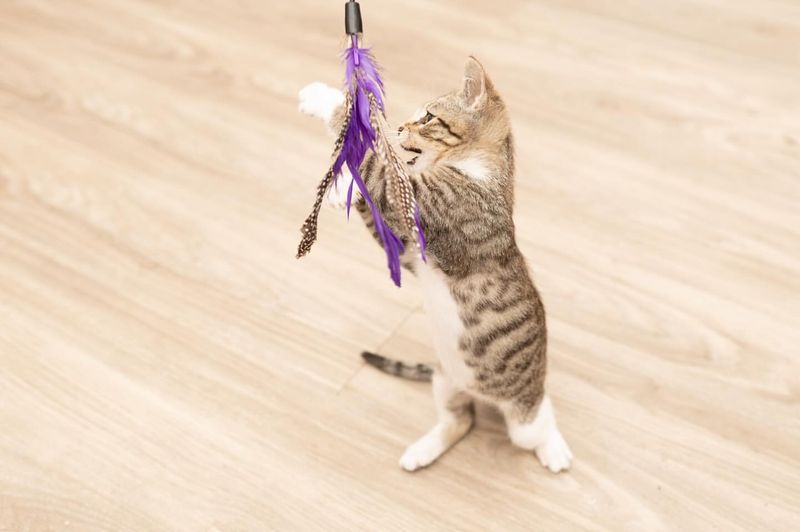 Feather Wand Play