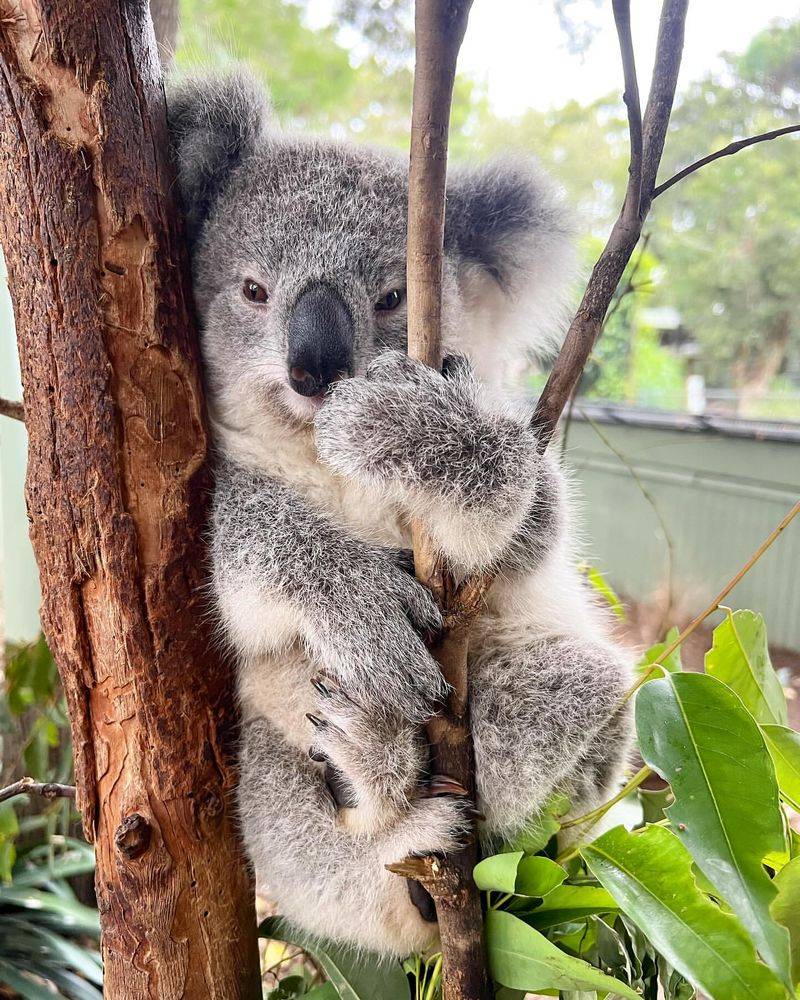 Featherdale Wildlife Park, Australia