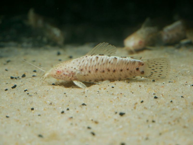 Featherfin Catfish