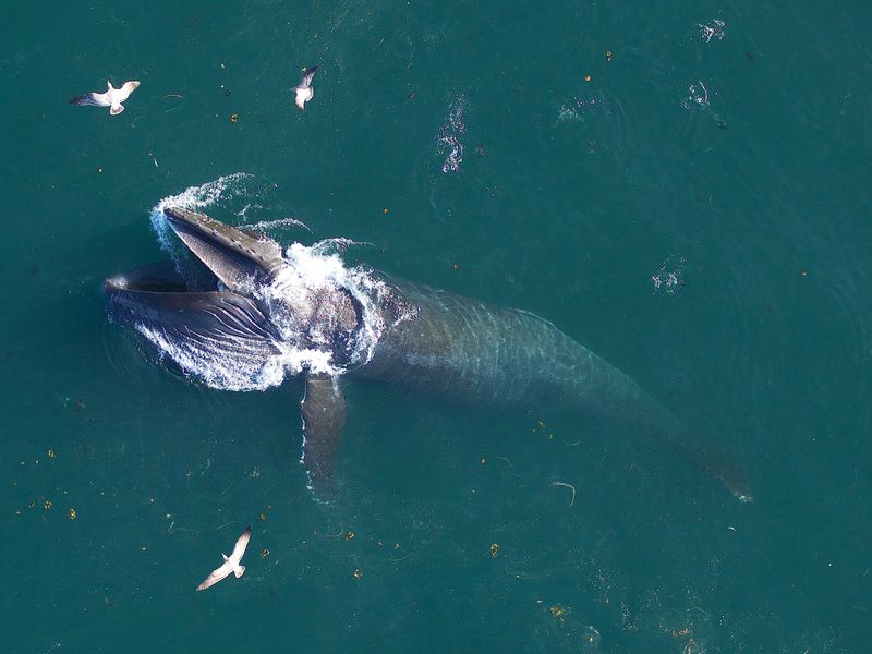 Feeding Habits of Giants