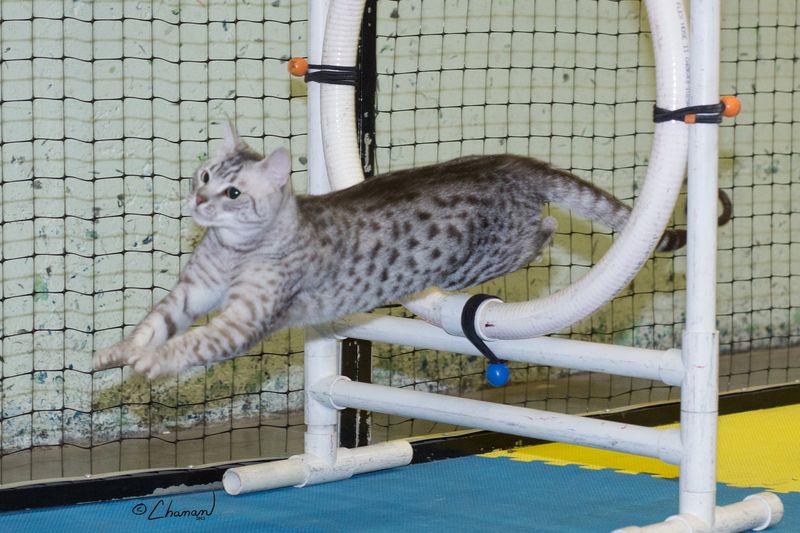 Feline Agility Courses