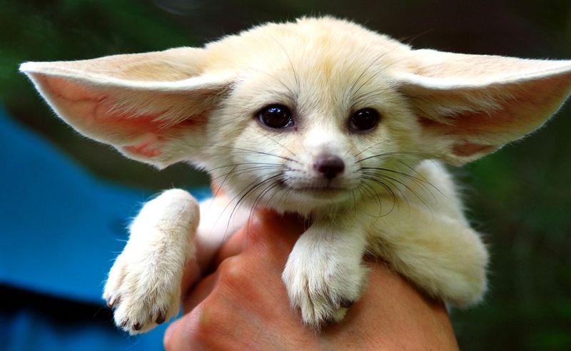 Fennec Fox