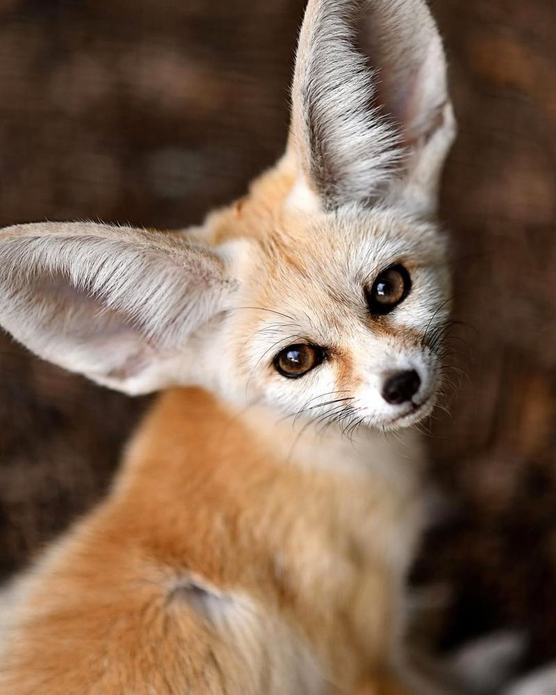 Fennec Fox