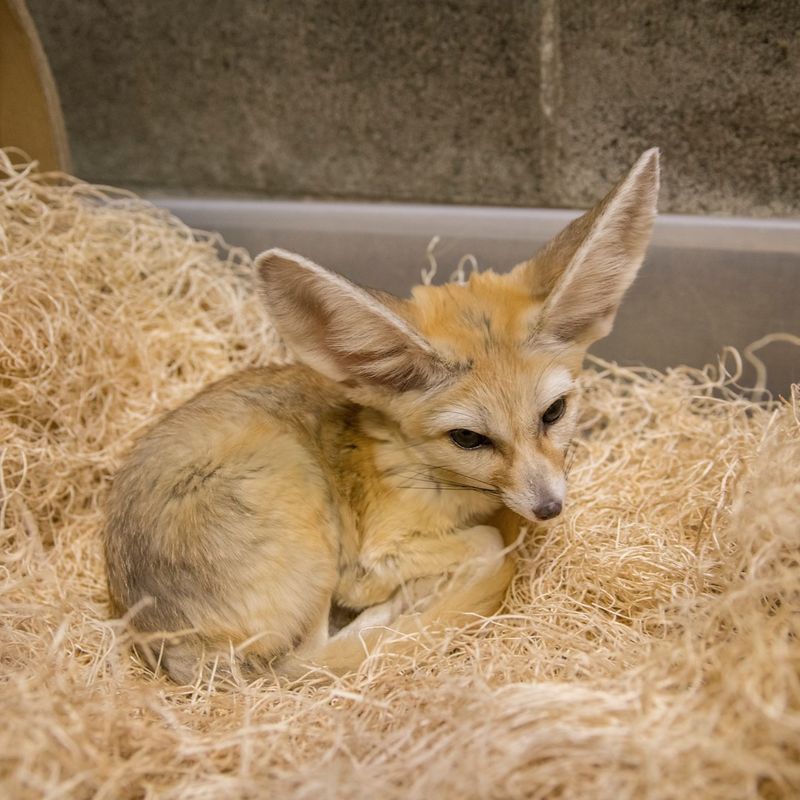 Fennec Fox