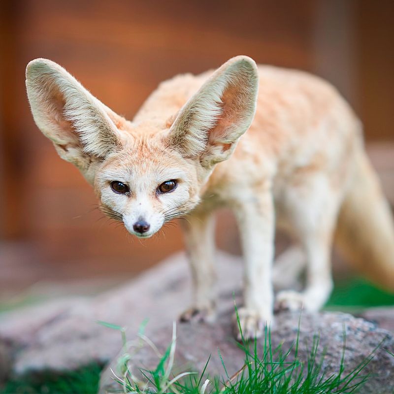 Fennec Fox