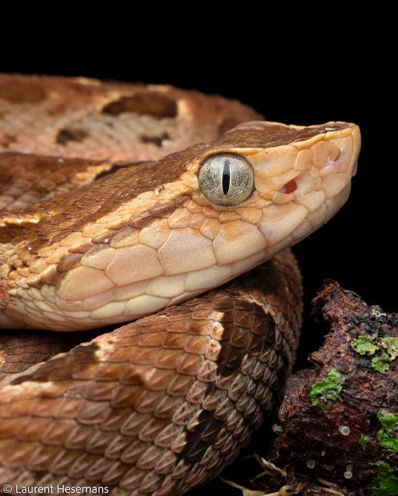 Fer-de-Lance