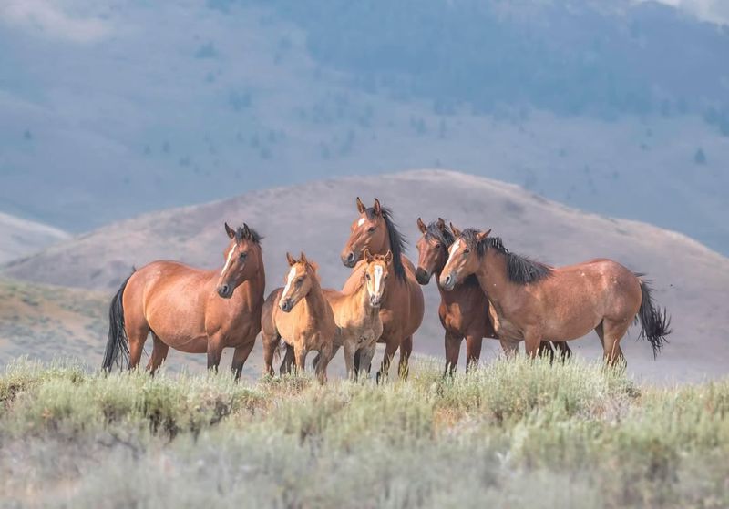 Feral Horses of the American West