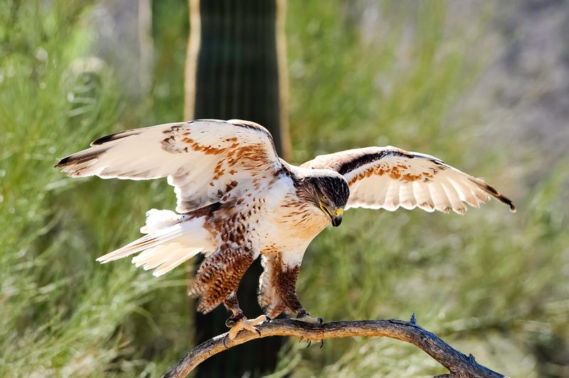 Ferruginous Hawk