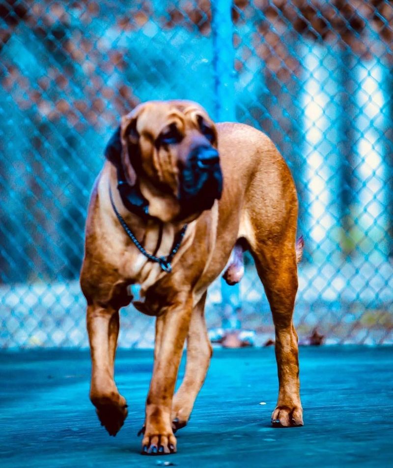 Fila Brasileiro