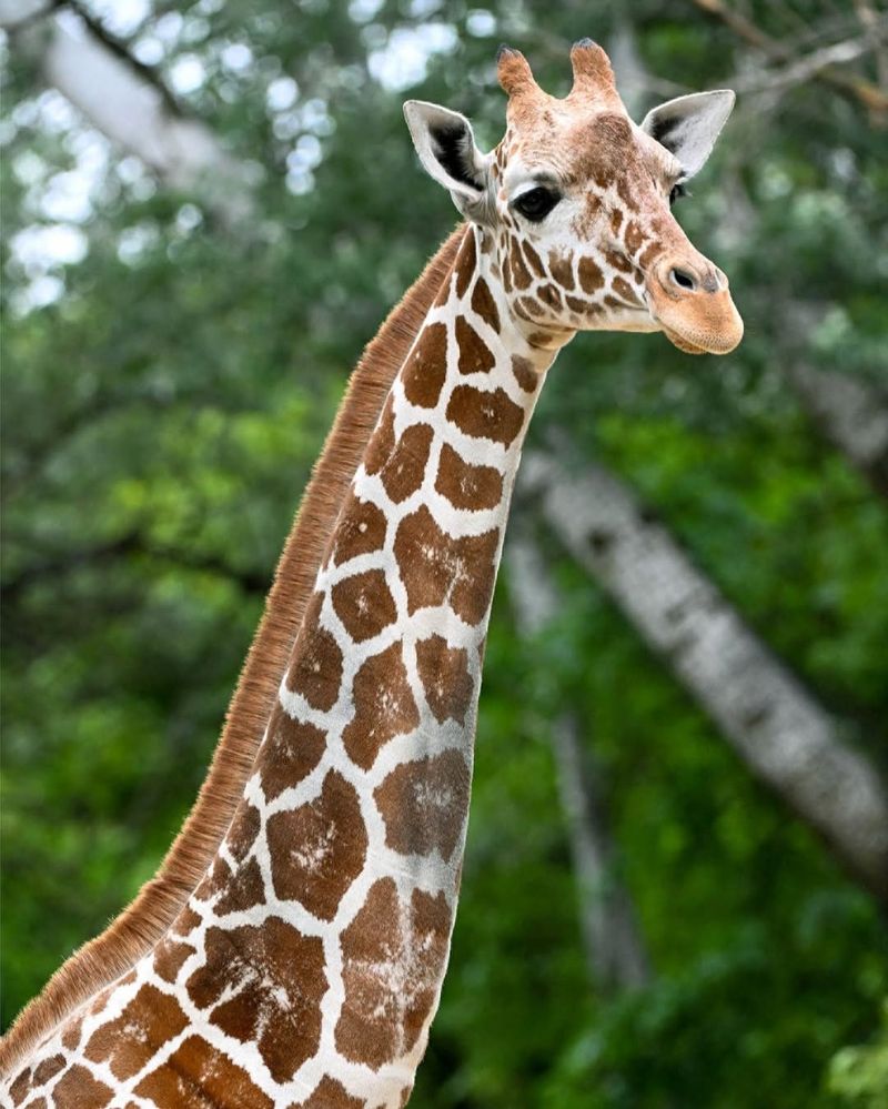 Giraffe