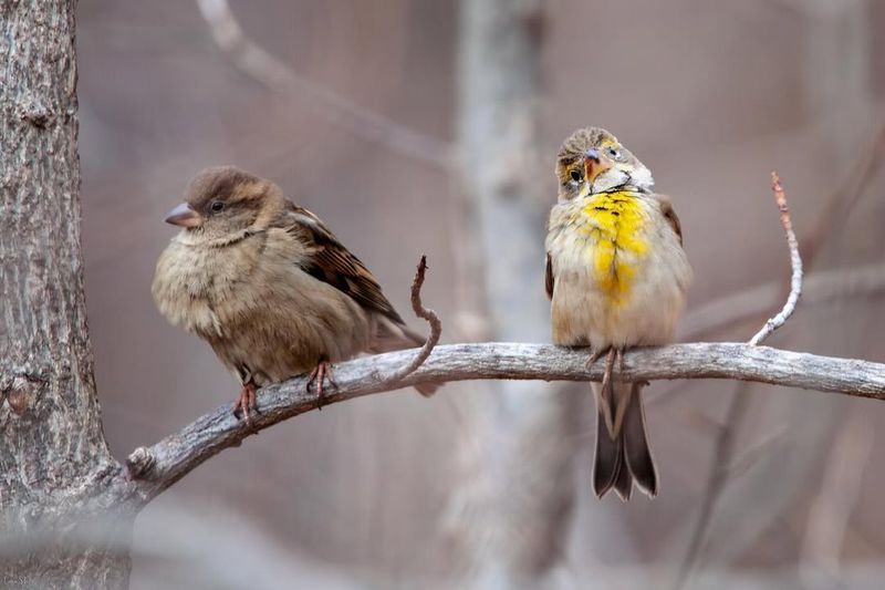 Finches' Friendship