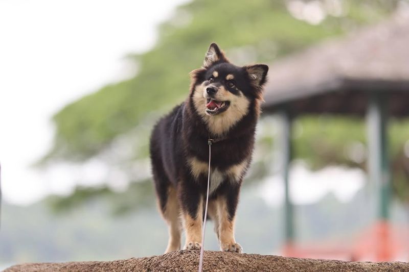 Finnish Lapphund