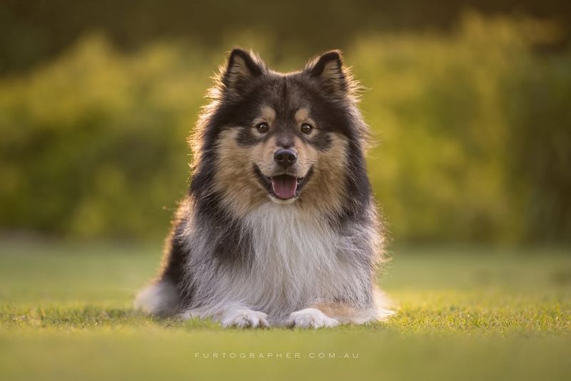 Finnish Lapphund