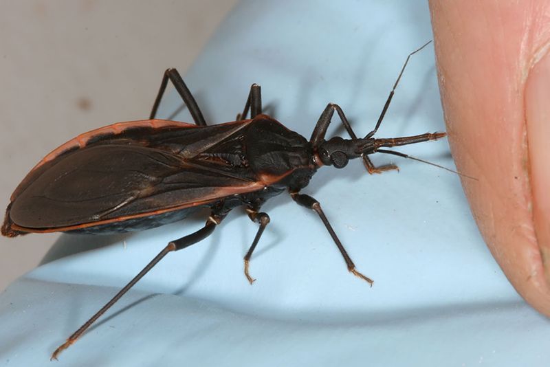 Kissing Bug