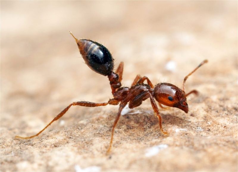 Fire Ant