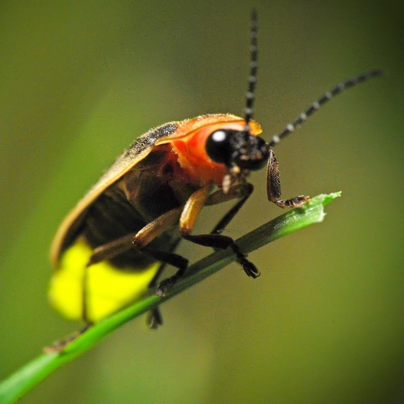 Fireflies' Toxin Delivery