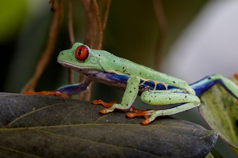 Fireflies and Friendly Frogs