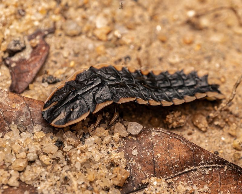 Fireflies' Larvae Love Slugs