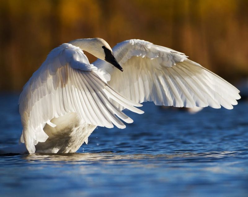 Swan – Graceful Flight