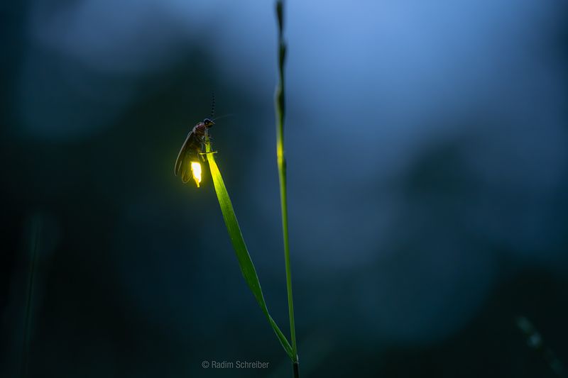 Firefly Light as a Signal